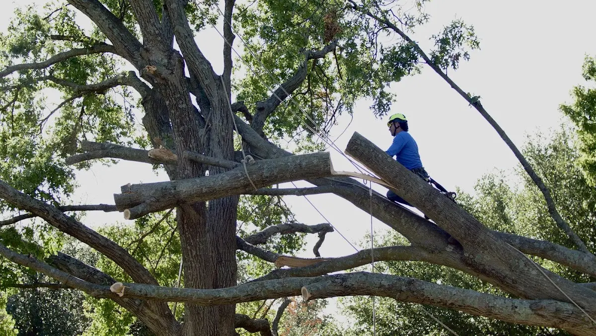 Professional Crown Thinning performed by certified arborists in Castalia