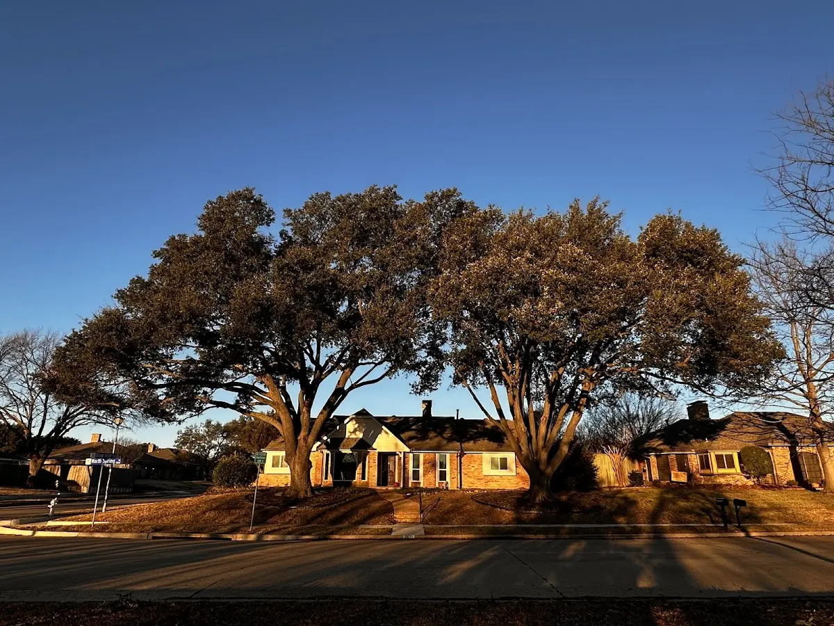 Established residential canopy tree shading a home in Castalia